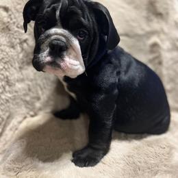 Bulldog Puppies from BUBBABULL