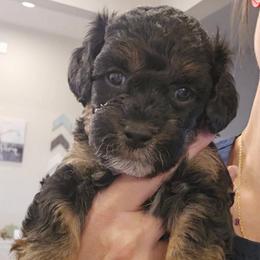 Pluto - Black tri-color male Aussiedoodle puppy in Prescott Valley, Arizona from Ramirez Family Doodles