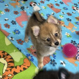 Teddy - Orange sable male Pomeranian puppy in Ocala, Florida from Roxy's Pomeranian Puppies