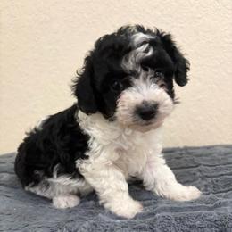 Misty - Parti female Poodle puppy in Malvern, Arkansas from Sweet as dessert puppies