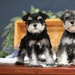 Miniature Schnauzer Puppies from Clay Hill Kennels
