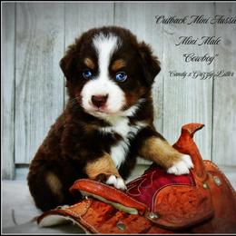 Cowboy - Red tri-color male Australian Shepherd puppy in Ranger, Texas from Outback Mini Aussies