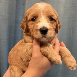 Pink collar girl - Apricot female Goldendoodle puppy in Fairfield, California from Twin Sisters Doodles