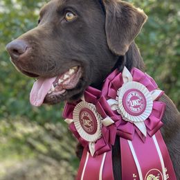 Labrador Retrievers from 3 King Kennels