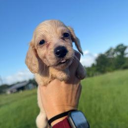 MWM4 cream or red - Cream male Dachshund puppy in Carthage, Texas from Rafter C Ranch Doxies