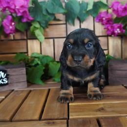 Forest - AKC - Black and tan male Dachshund puppy in Miami, Florida from Oscar's Dachshunds