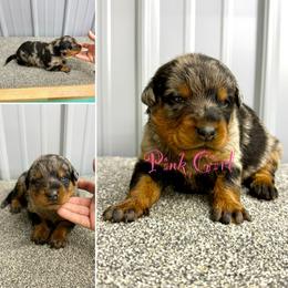 Pink girl - Harlequin female Beauceron puppy in Floyd’s Knobs, Indiana from Birdwing Beaucerons