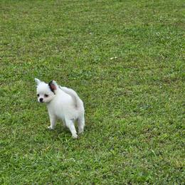 Chevy - Black and white male Chihuahua puppy in Amity, Pennsylvania from Baxters Chihuahuas