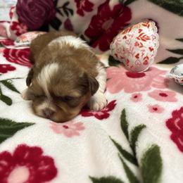 Ella - Chocolate and tan female Shih Tzu puppy in Temple, Pennsylvania from Kathy Diego's Shih Tzus