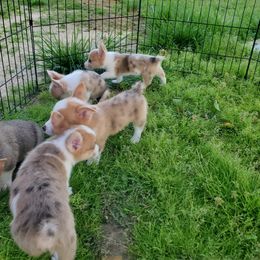 American Corgi Puppies from Thomas Corgi's