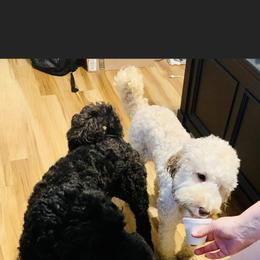 Goldendoodle All Grown Up from BLK