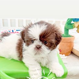 Shih Tzu Puppies from Arizona Sunrise Shih Tzus