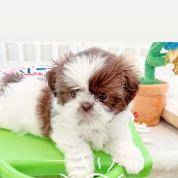 Shih Tzu Puppies from Arizona Sunrise Shih Tzus