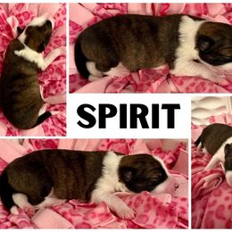 Border Collie Puppies from Pam's Dog Academy & Border Collies
