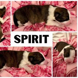 Border Collie Puppies from Pam's Dog Academy & Border Collies