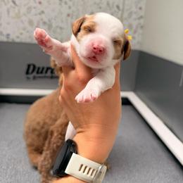 Oki Blenheim Boy - Blenheim male Cavapoo puppy in Pleasant Grove, Utah from Destination Doodles