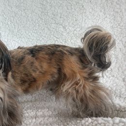 Shih Tzus from Shih Tzu Pizazz