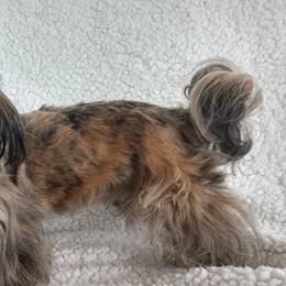 Shih Tzus from Shih Tzu Pizazz