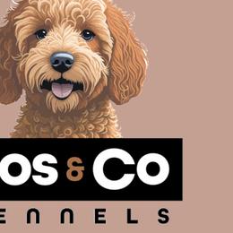 Goldendoodles from Dos&CoKennels