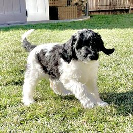 Australian Labradoodle Puppies from Lokal Labradoodles