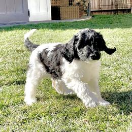 Australian Labradoodle Puppies from Lokal Labradoodles