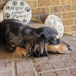 Jake - Dachshund