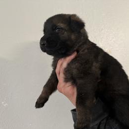 Female 1 - Sable female German Shepherd puppy in Denver, Colorado from Morales Kennels