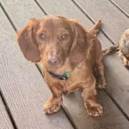 Rusty - Dachshund