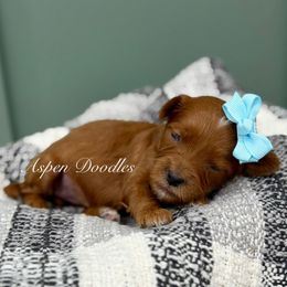 Lt Blue collar CAROL - Red  female Goldendoodle puppy in Salem, Utah from Aspen Doodles
