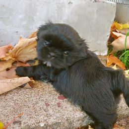 Shih Tzu Puppies from Tough Shih