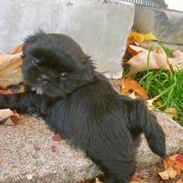 Shih Tzu Puppies from Tough Shih