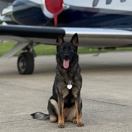 Zia - German Shepherd