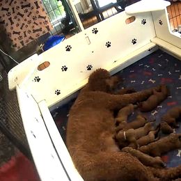 Poodle Puppies from Prissy Pants Poodles LLC