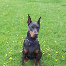 Mesa - Doberman Pinscher