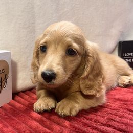 Cream girl 2 - Cream female Dachshund puppy in Defuniak Springs, Florida from Anastasia Knight's Cocker Spaniels