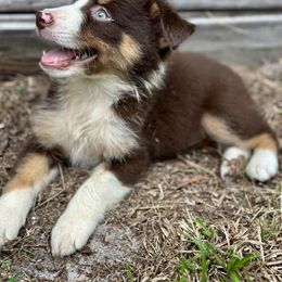 Red - Red tri male Miniature Australian Shepherd puppy in Saint Cloud, Florida from Dirty Paws
