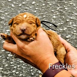 Freckles - Red male Bernedoodle puppy in Forest, Ohio from Mini Doodle Buddies