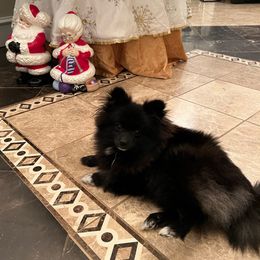 Oreo - Pomeranian