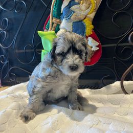 Eva - Blue merle female Aussiedoodle puppy in Midlothian, Texas from Gray Doodles