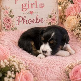 Phoebe - Black tri female Miniature Australian Shepherd puppy in Lubbock, Texas from Baby Storm Kennels