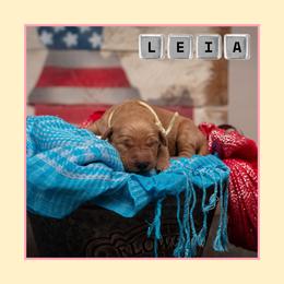 Leia - Dark golden female Golden Retriever puppy in Driggs, Idaho from SK Golden Retrievers