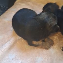 Gust - Black and tan male Yorkshire Terrier puppy in Jacksonville, Arkansas from Royal Yorkie Terrier