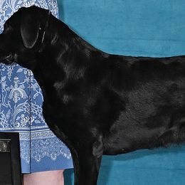 Zuzu - Labrador Retriever