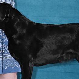 Zuzu - Labrador Retriever