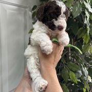 Green Collar Boy - Black and white male Spanish Water Dog puppy in Clementon, New Jersey from PitterPatterPuppiesNJ