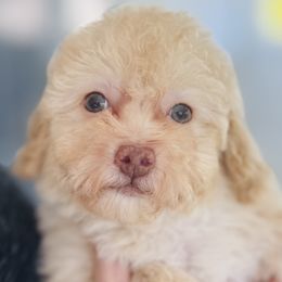 Blossom - Apricot female Poodle puppy in Concord, California from Golden State Good Dogs