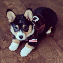 Pembroke Welsh Corgi Puppies from B&J Corgis