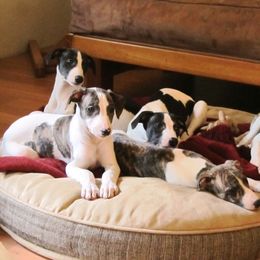 "1st DC in this litter = Angelica Firestar" Whippet Puppies from Brystal Whippets