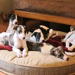 "1st DC in this litter = Angelica Firestar" Whippet Puppies from Brystal Whippets