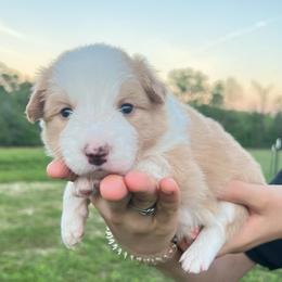 Navy collar - Gold male Border Collie puppy in Graceville, Florida from Fire N Arrows Border Collies